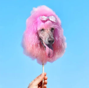 Meet your Posher, Suzie